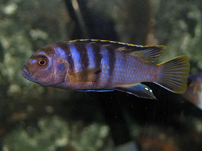 Labidochromis sp  mbamba