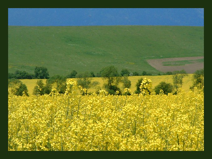 pola zielone.... pola żółte.... pola niebieskie...(1)