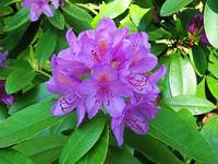 rododendron