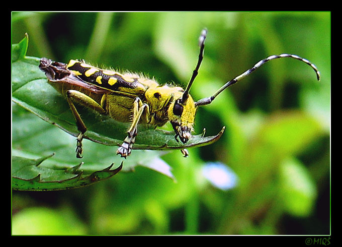 Tryk klonowy - Chlorophorus varius z rodziny Cerambycidae