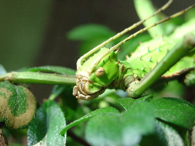 Heteropteryx dilatata