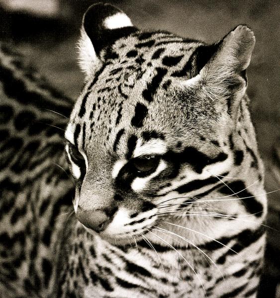 ocelot