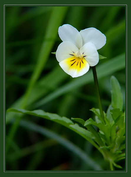 Fiołek polny (Viola arvensis)