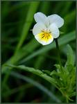 Fiołek polny (Viola arvensis)