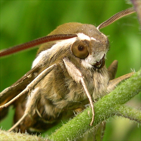 włochaty stworek