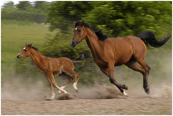 Rodzinny galop