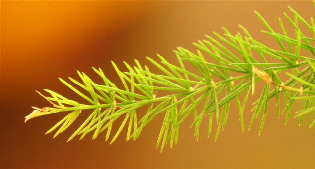 macro asparagus