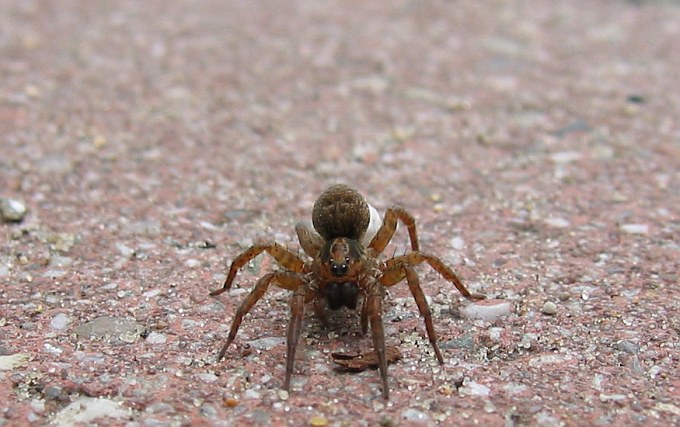 arachnofobia