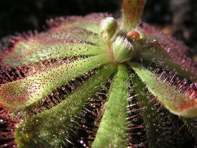 Drosera Alicae