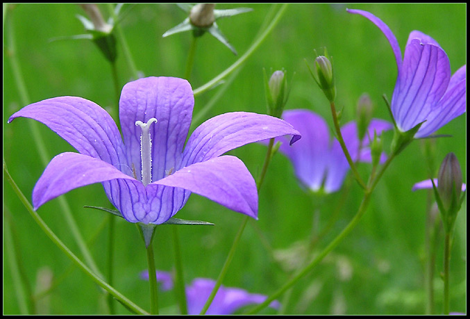 In Bloom