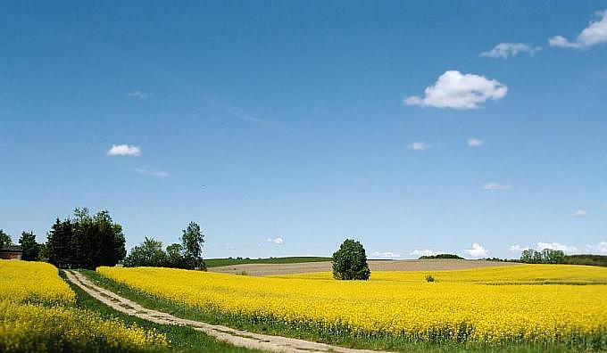 żółta Warmia