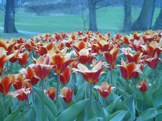 tulipany