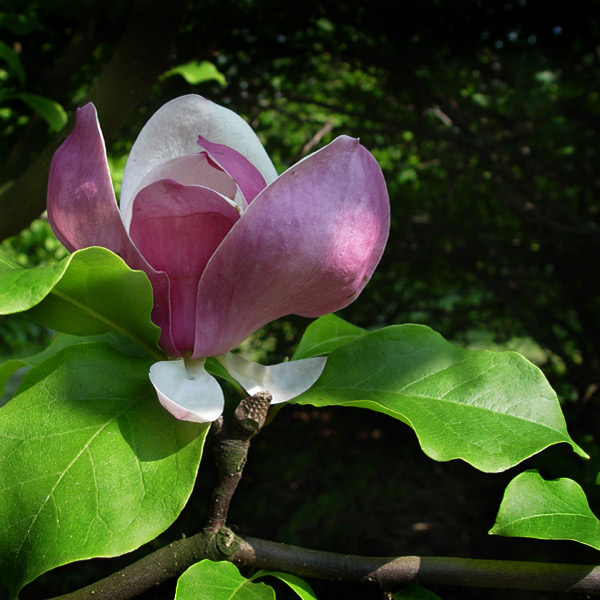 Ostatnia magnolia