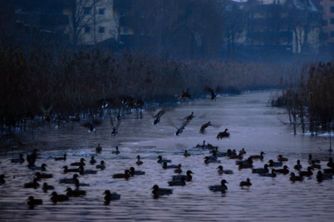 Zima nad Odra