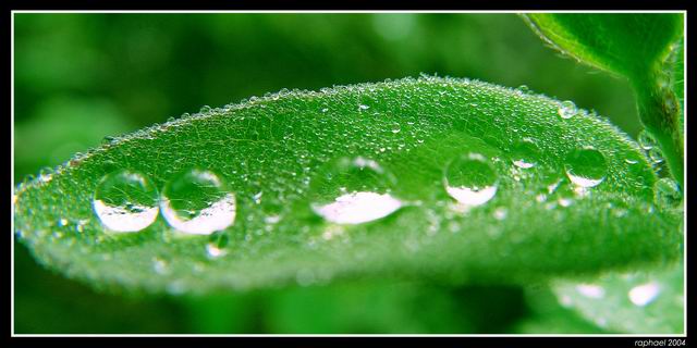 Drops on the leaf 2