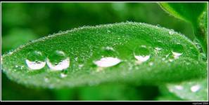 Drops on the leaf 2