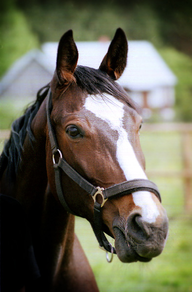 Tatanka