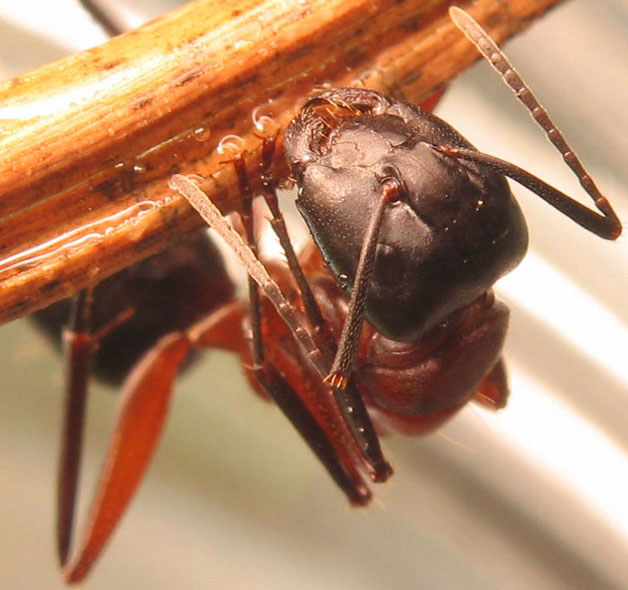 Camponotus ligniperdus #2