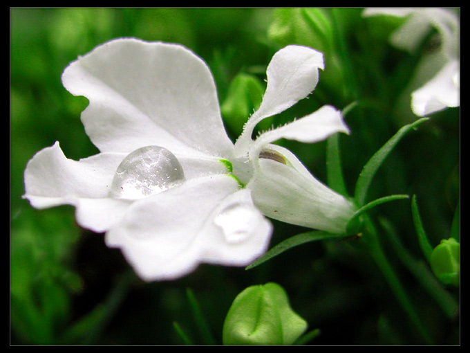 White&Green