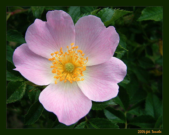 Rosa canina