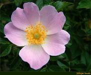 Rosa canina