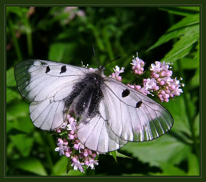 Niepylak mnemozyna (Parnassius mnemosyne)