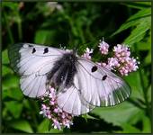 Niepylak mnemozyna (Parnassius mnemosyne)