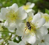 Biegowiec osowaty - Clytus arietis