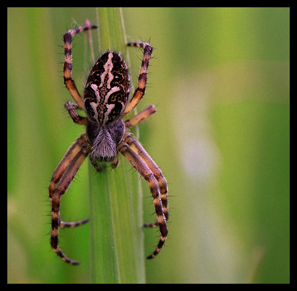 Araneus diadematus