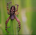 Araneus diadematus