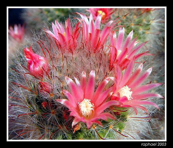 kwitnąca Mammilaria bocasana