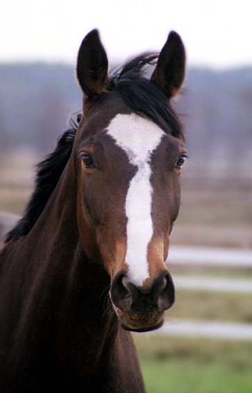 Tatanka - portret