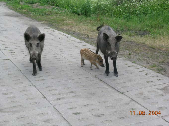 Cała rodzinka na wolności