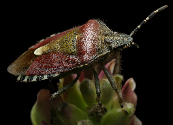 Dolycoris baccarum