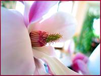 . .. ... magnolia ... .. .