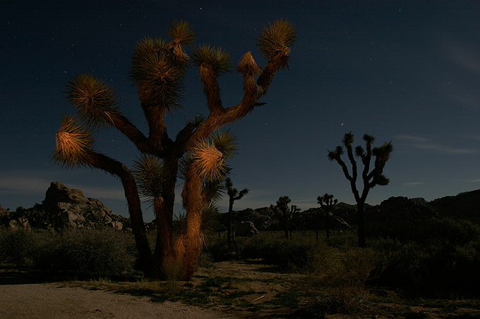 Joshua Tree NP