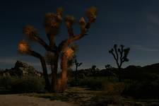 Joshua Tree NP