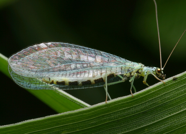 Chrysopa carnea