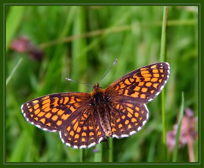 Przeplatka atalia (Melitaea athalia)