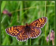 Przeplatka atalia (Melitaea athalia)