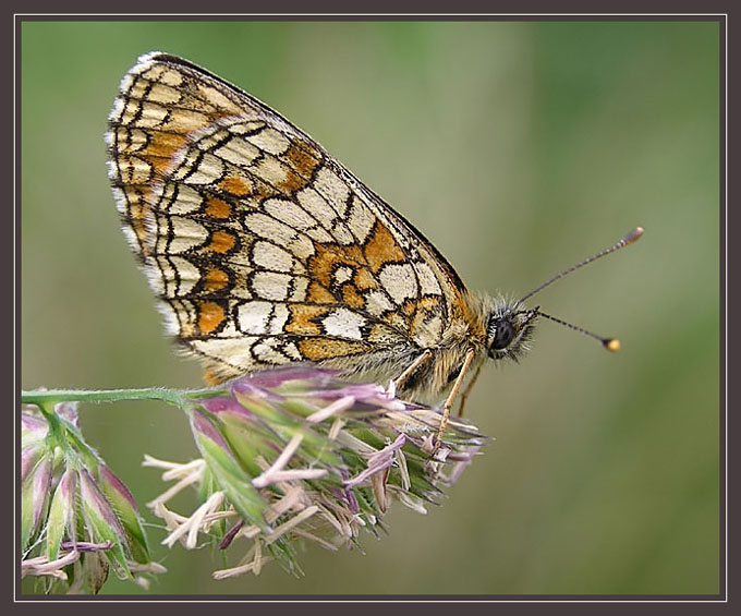 Przeplatka atalia (Melitaea athalia)