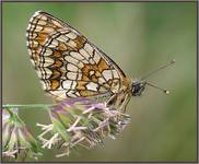 Przeplatka atalia (Melitaea athalia)