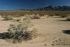 Mojave Desert