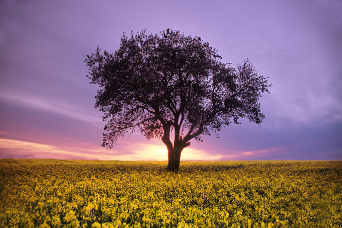 sunset tree