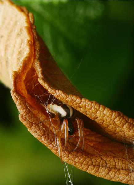 Linyphia triangularis