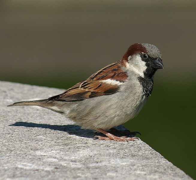 Wróbelek