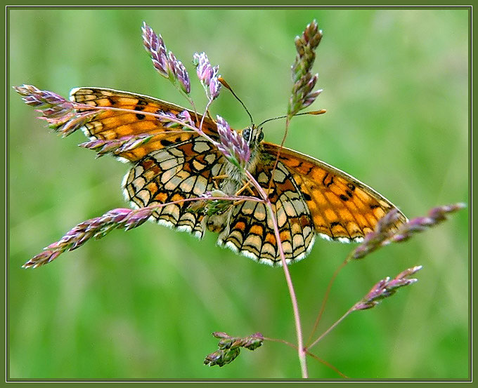 Przeplatka atalia (Melitaea athalia)