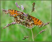 Przeplatka atalia (Melitaea athalia)