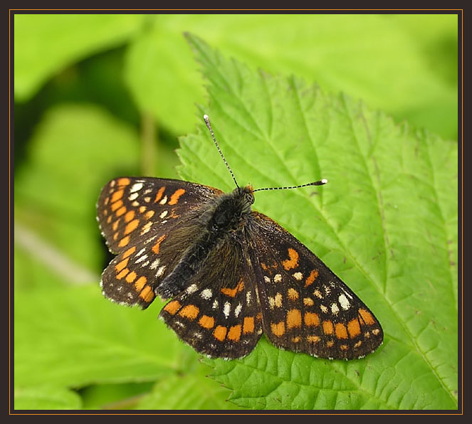 Przeplatka maturna (Euphydryas maturna)