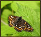 Przeplatka maturna (Euphydryas maturna)